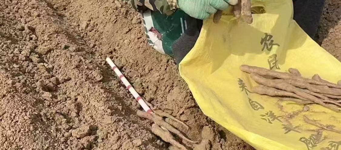 播种下种记录影像