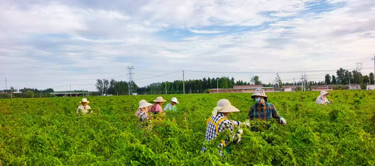 田间管理记录影像